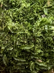 Odontoschisma sphagni