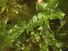 Odontoschisma sphagni