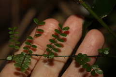 Mezoneuron brachycarpum