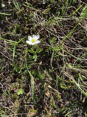 Anemonastrum sibiricum