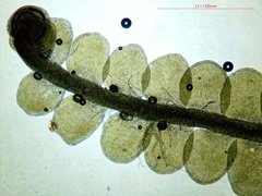 Odontoschisma sphagni