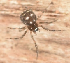 Microdipoena guttata