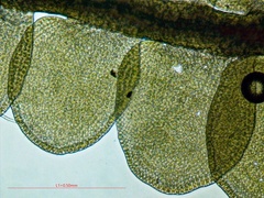 Odontoschisma sphagni