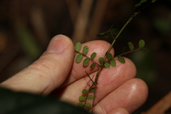 Mezoneuron brachycarpum