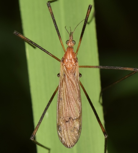 Hexatoma aurata
