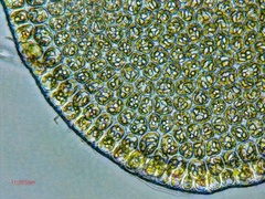 Odontoschisma sphagni