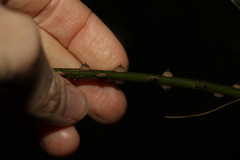 Mezoneuron brachycarpum