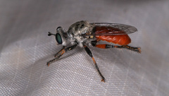 Cerotainiops