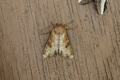 Apamea alia