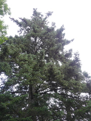 Picea × lutzii