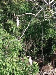 Pseudobombax palmeri