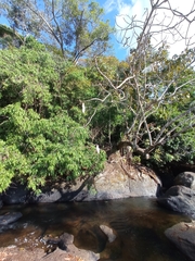 Pseudobombax palmeri