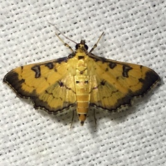 Ategumia ebulealis
