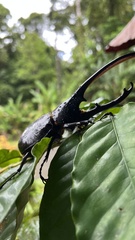 Dynastes septentrionalis