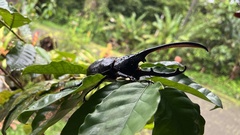 Dynastes septentrionalis