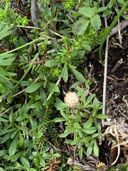 Antennaria monocephala