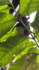 Dynastes septentrionalis