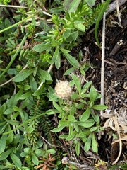 Antennaria monocephala