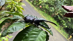 Dynastes septentrionalis