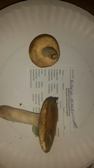 Russula ochroleucoides