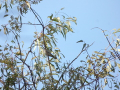 Microspingus melanoleucus