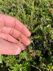 Neottia cordata