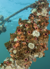 Pyura chilensis