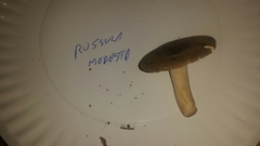 Russula modesta