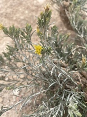 Ericameria discoidea