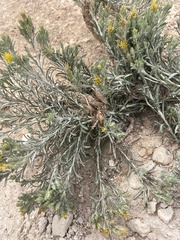 Ericameria discoidea