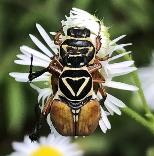 Delta Flower Scarab photo 4