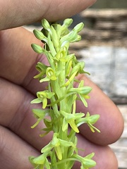 Platanthera limosa