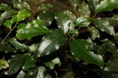 Endiandra muelleri muelleri