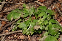 Adoxa moschatellina