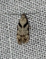 Pseudotelphusa palliderosacella