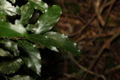 Endiandra muelleri muelleri