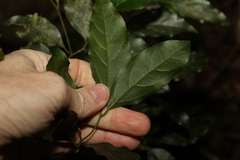 Endiandra muelleri muelleri