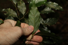 Endiandra muelleri muelleri