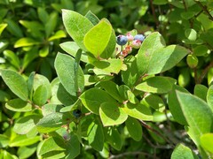 Vaccinium simulatum