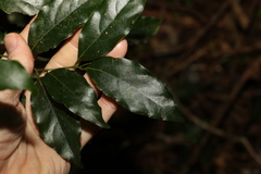 Endiandra muelleri muelleri