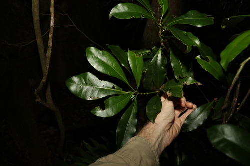 Image of Baloghia marmorata by (c) Greg Tasney, some rights reserved (CC BY-SA)