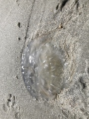 Chrysaora chesapeakei