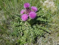 Cirsium drummondii