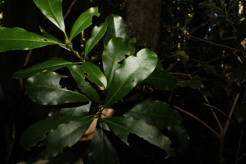 Image of Baloghia marmorata by (c) Greg Tasney, some rights reserved (CC BY-SA)