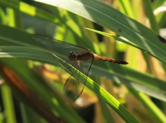 Erythrodiplax basifusca