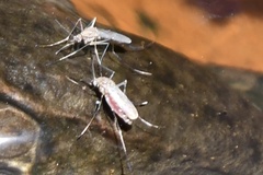 Coquillettidia perturbans
