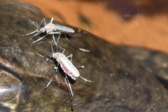 Coquillettidia perturbans