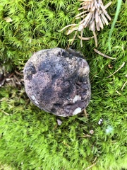 Phellodon violascens