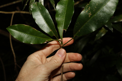 Image of Baloghia marmorata by (c) Greg Tasney, some rights reserved (CC BY-SA)