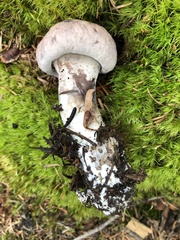 Phellodon violascens